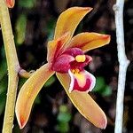 Cymbidium finlaysonianum Flor