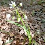 Allium pendulinum 花