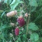 Rubus occidentalis Fruto