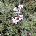 Plumbago europaea Flower