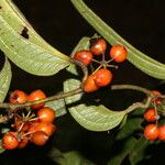 Smilax mollis