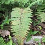 Arthropteris orientalis Leaf