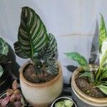 Calathea ornataFolha