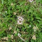 Erigeron pulchellus 花