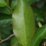 Aphloia theiformis Leaf