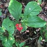 Panax quinquefolius Blad