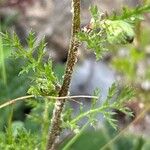 Anthemis arvensis Folha