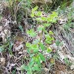 Euphorbia dulcis Hábito