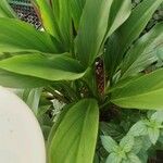 Curcuma longa Blad