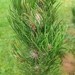 Pinus banksiana Folha