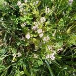 Valerianella eriocarpa Blomst