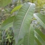 Salix eriocephala Leaf