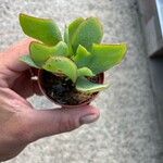 Crassula arborescensLehti