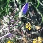 Linum austriacum Λουλούδι