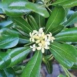 Pittosporum tobiraFlor