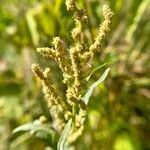 Atriplex tatarica Flor