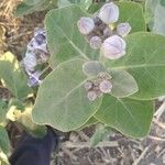 Calotropis gigantea Квітка