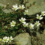 Cerastium cerastoides Habit