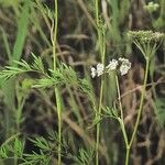 Kadenia dubia Habit