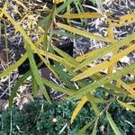 Salix eleagnos Feuille