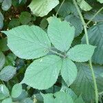 Rubus foliosus Sonstige