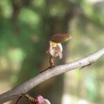 Bulbophyllum calyptratum Kwiat