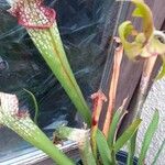 Sarracenia leucophylla Hoja