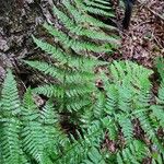 Dryopteris carthusiana عادت داشتن