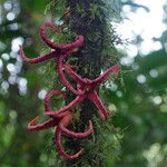 Uvariopsis bakeriana ᱵᱟᱦᱟ