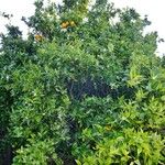 Citrus sinensis Other