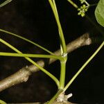Jatropha curcas Rinde