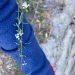 Lepidium graminifoliumKwiat