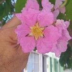 Lagerstroemia speciosa花