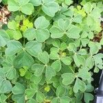 Oxalis tuberosa 葉