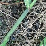 Digitaria sanguinalis Кора