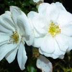 Rosa moschata Flor