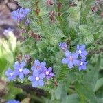 Anchusa officinalis Цвят