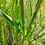 Tragopogon angustifolius 葉