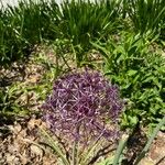 Allium nigrumFlower