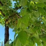 Sassafras albidum পাতা