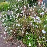 Oenothera gaura عادت