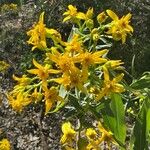 BARKLEYANTHUS SALICIFOLIUSBlomma