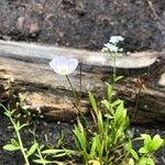 Baldellia ranunculoides Flower