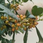Ilex cornuta ഫലം