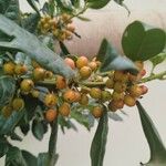 Ilex cornuta 果實