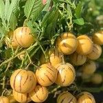 Solanum muricatum Fruto
