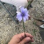 Cichorium intybusFlower