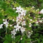 Volkameria mollis Flower