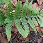 Dryopteris erythrosora برگ