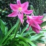 Crinum × powellii ফুল